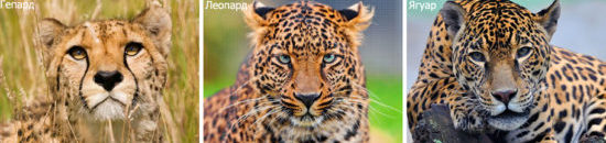 Морды леопард, ягуар