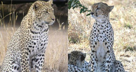 сравнение с леопардом