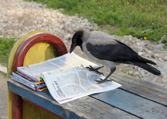 ворона читает журнал