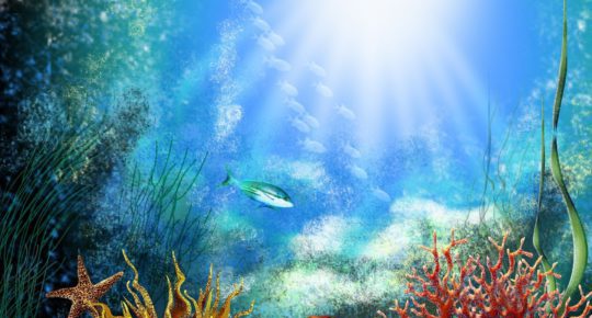 подводный мир