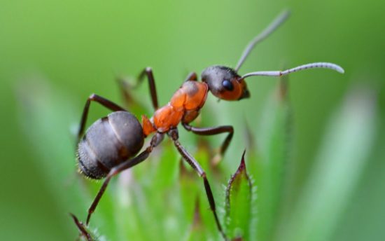 муравей на листке