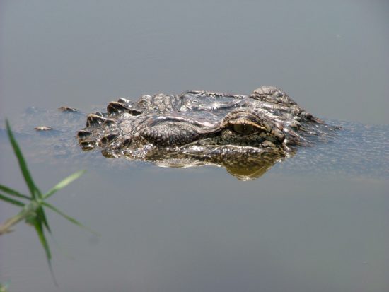 крокодил на охоте